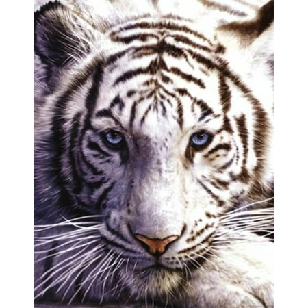 102096 Tigre Blanco White Tiger Photo Art Decor LAMINATED POSTER CA